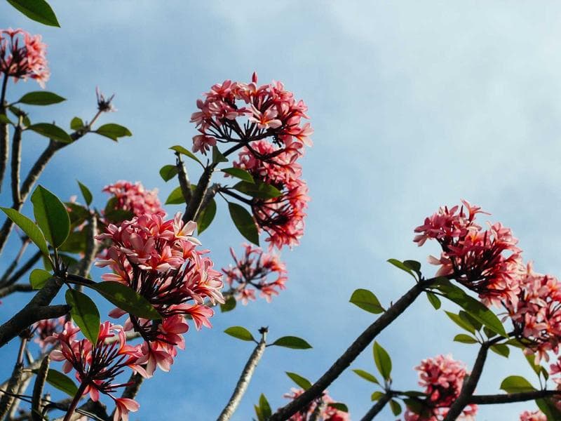 Macro Photography Deep Dive