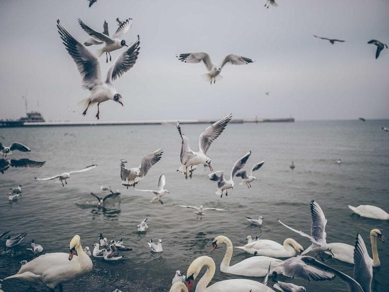 Print Design Essentials